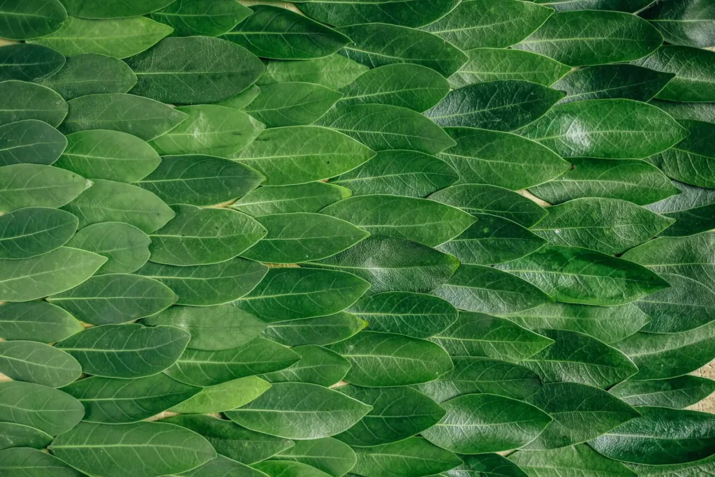 Face Waxing: Your Passage to Gentleness with Beauty Art Pro in Geneva 1 extension de cils, microblading, ombre brows, sourcils à genève - Beauty Art Pro